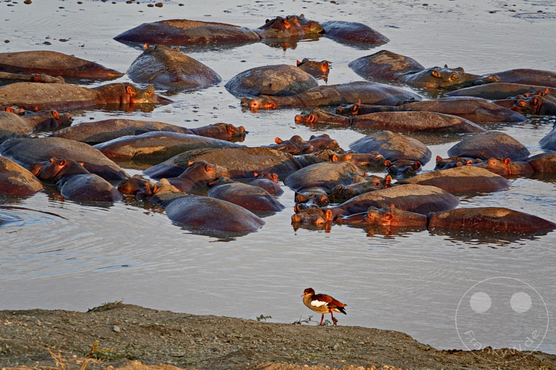 Tansania - Serengeti