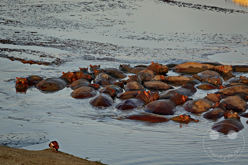 Tansania - Serengeti