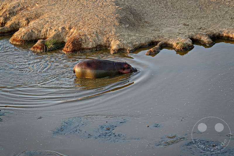 Tansania - Serengeti