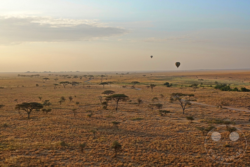 Tansania - Serengeti
