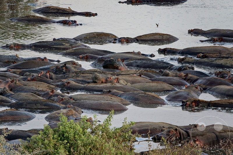 Tansania - Serengeti