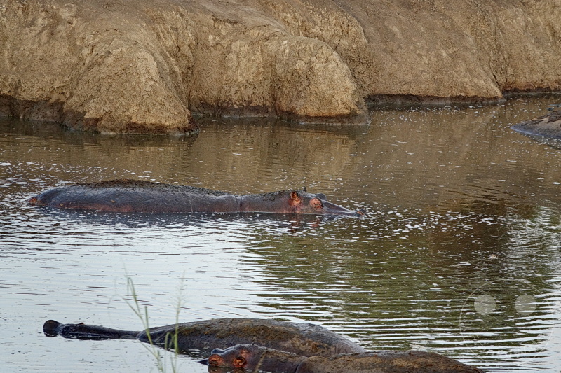 Tansania - Serengeti