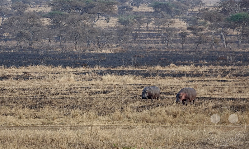 Tansania - Serengeti