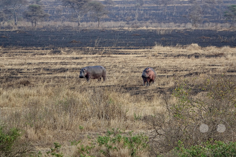Tansania - Serengeti