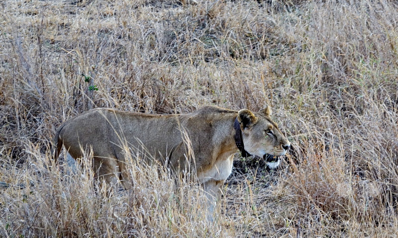 Tansania - Serengeti