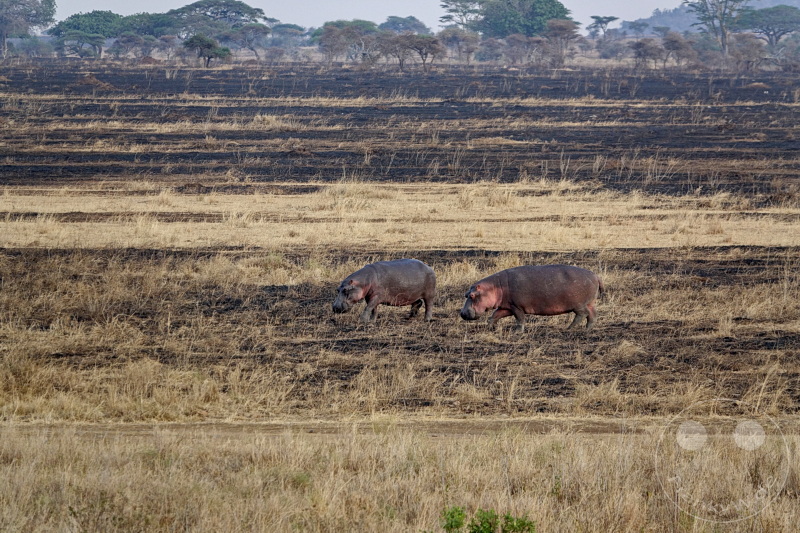 Tansania - Serengeti