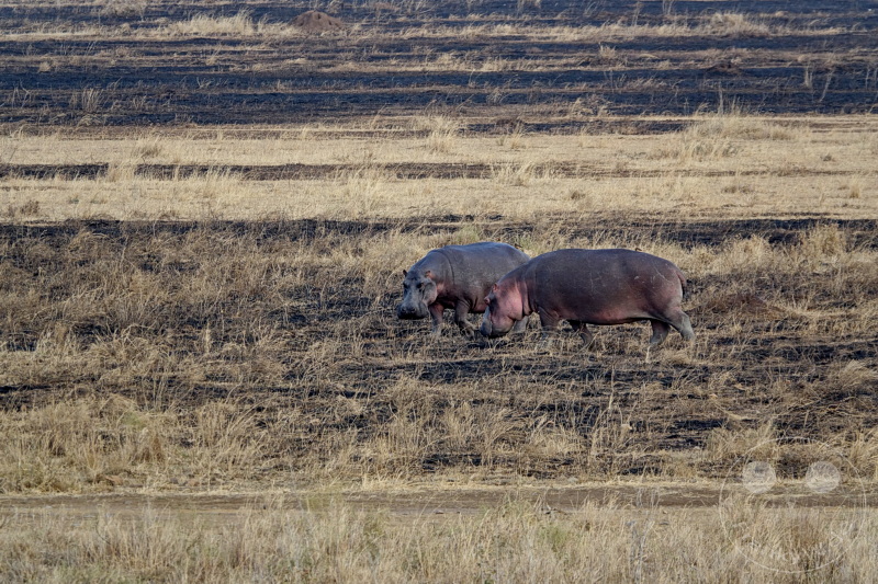 Tansania - Serengeti