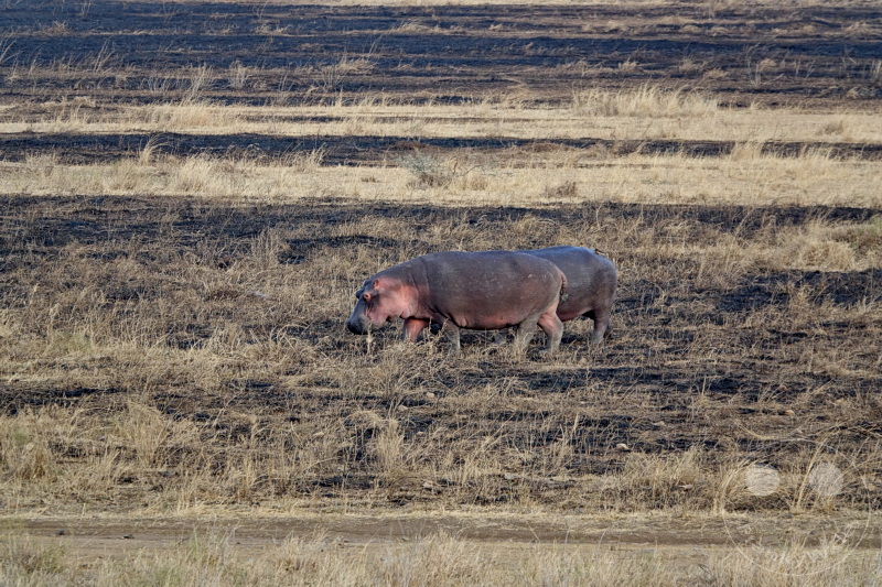 Tansania - Serengeti