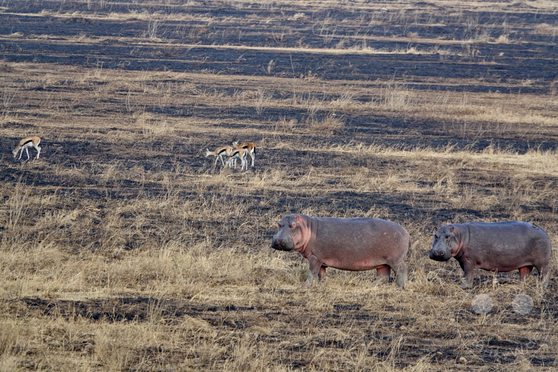 Tansania - Serengeti