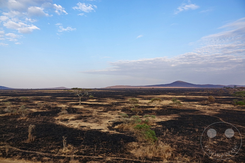 Tansania - Serengeti