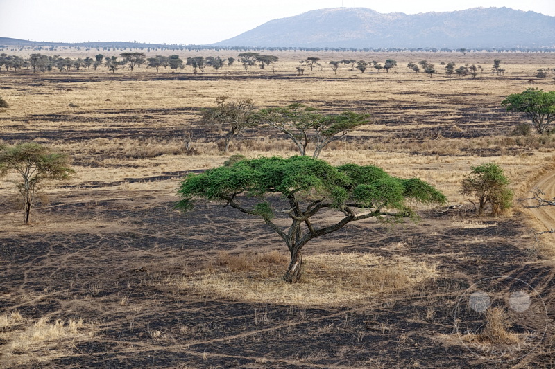 Tansania - Serengeti