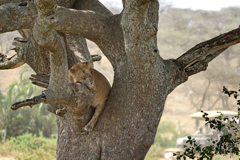 Tansania - Serengeti