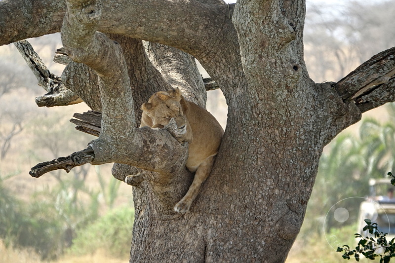 Tansania - Serengeti