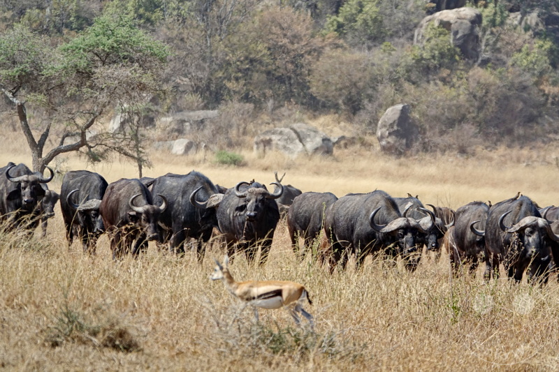 Tansania - Serengeti