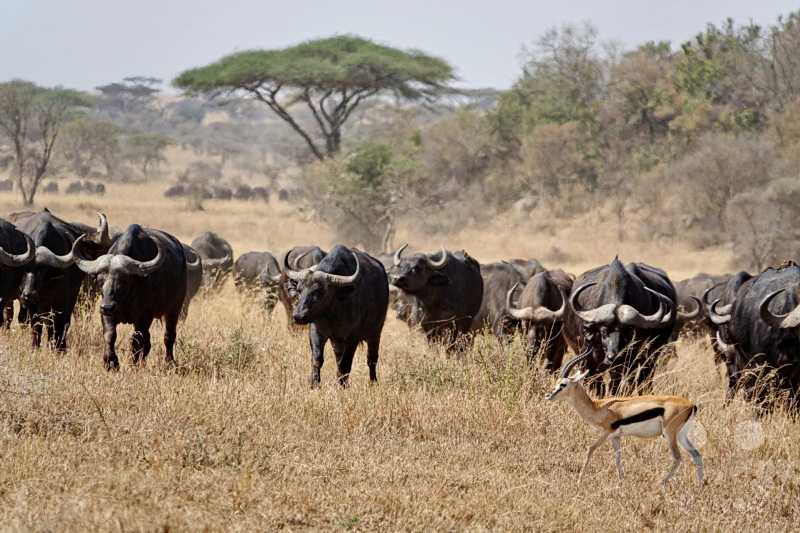 Tansania - Serengeti