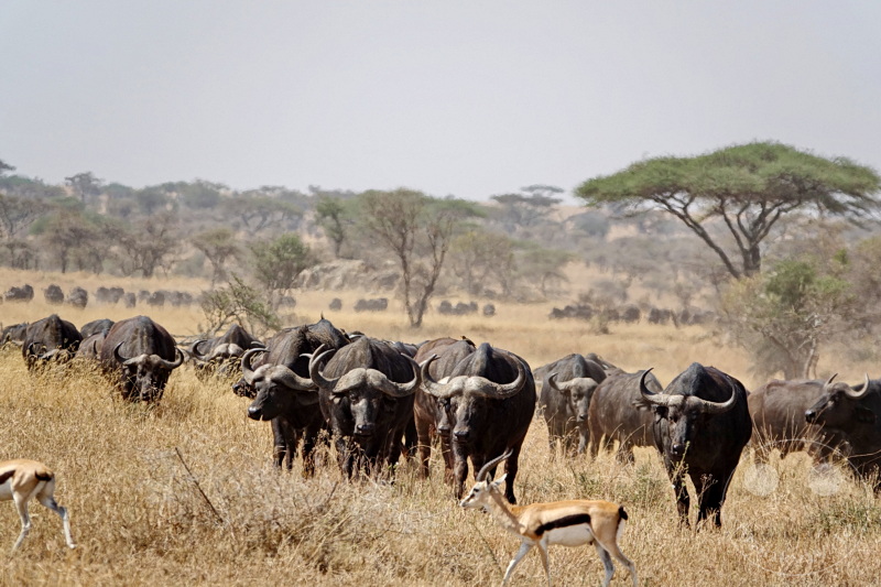 Tansania - Serengeti