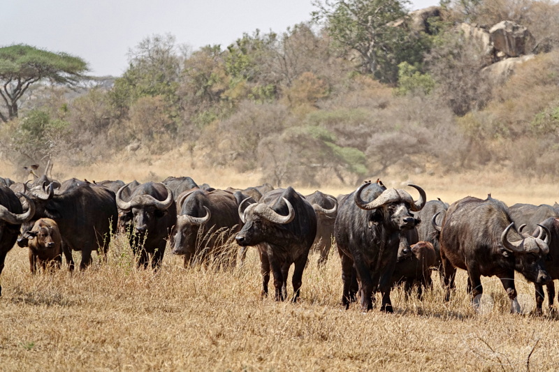 Tansania - Serengeti