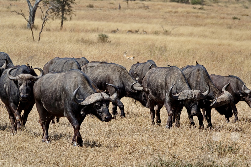 Tansania - Serengeti