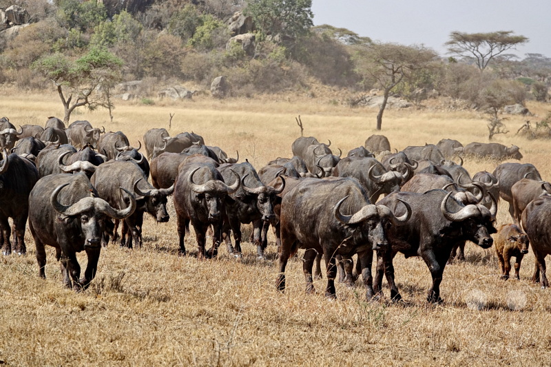 Tansania - Serengeti