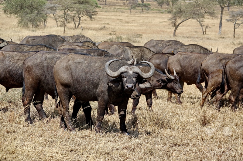 Tansania - Serengeti