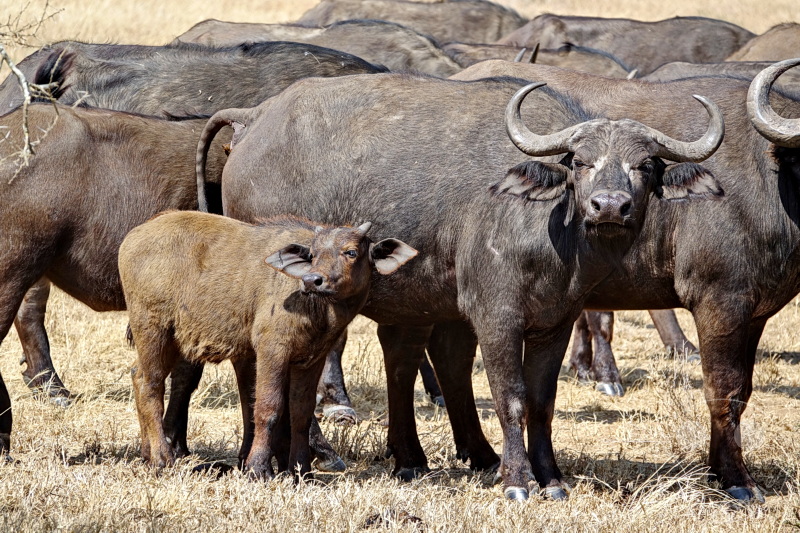 Tansania - Serengeti