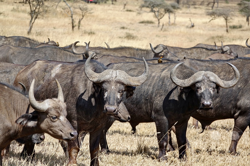 Tansania - Serengeti