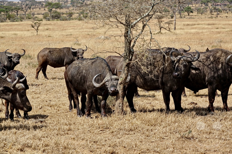 Tansania - Serengeti