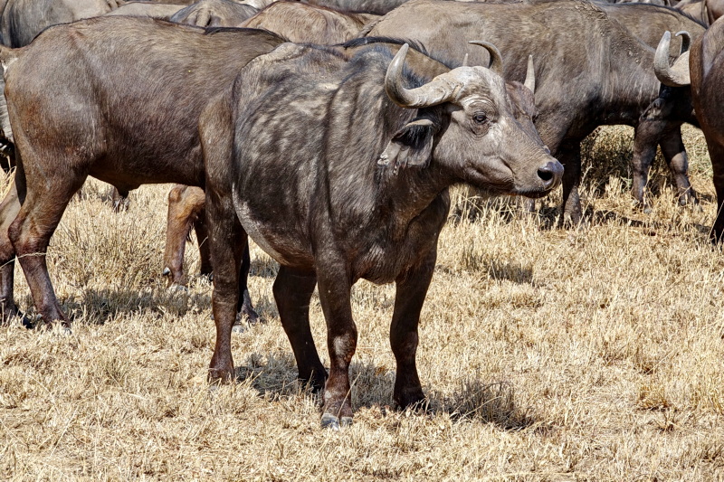 Tansania - Serengeti