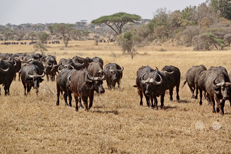 Tansania - Serengeti