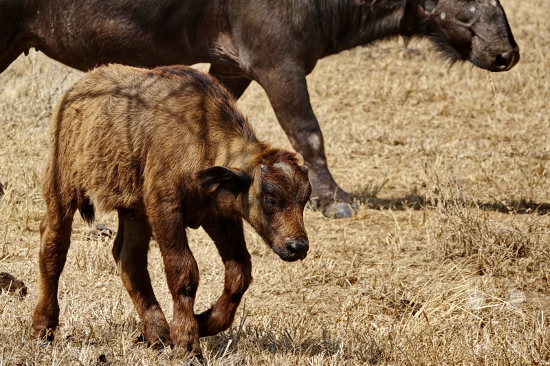 Tansania - Serengeti