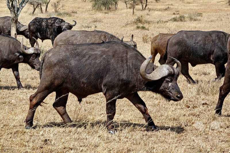 Tansania - Serengeti