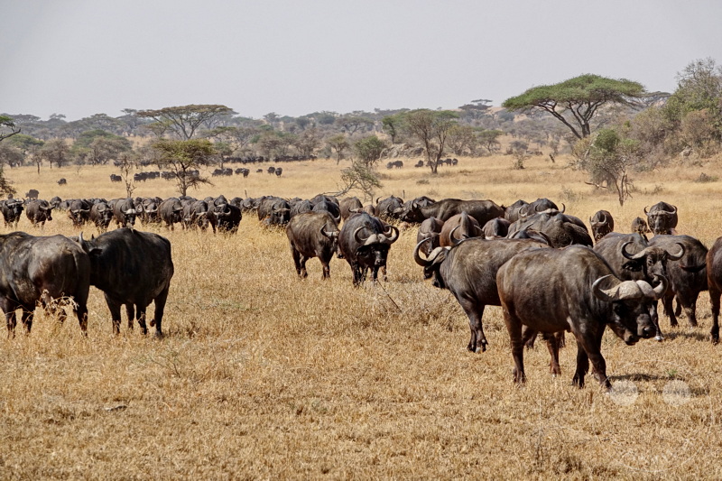 Tansania - Serengeti