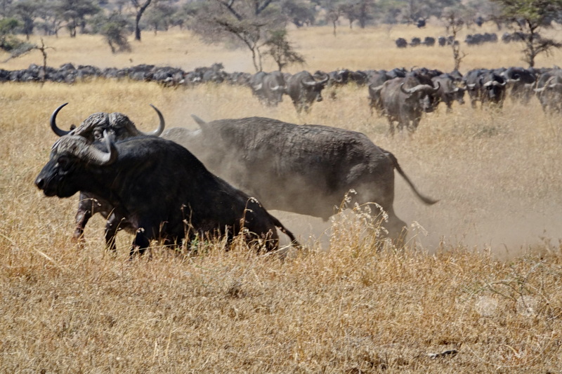 Tansania - Serengeti