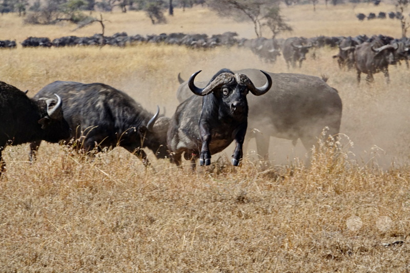 Tansania - Serengeti