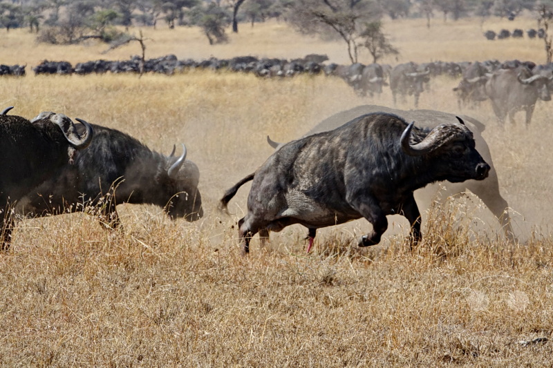 Tansania - Serengeti