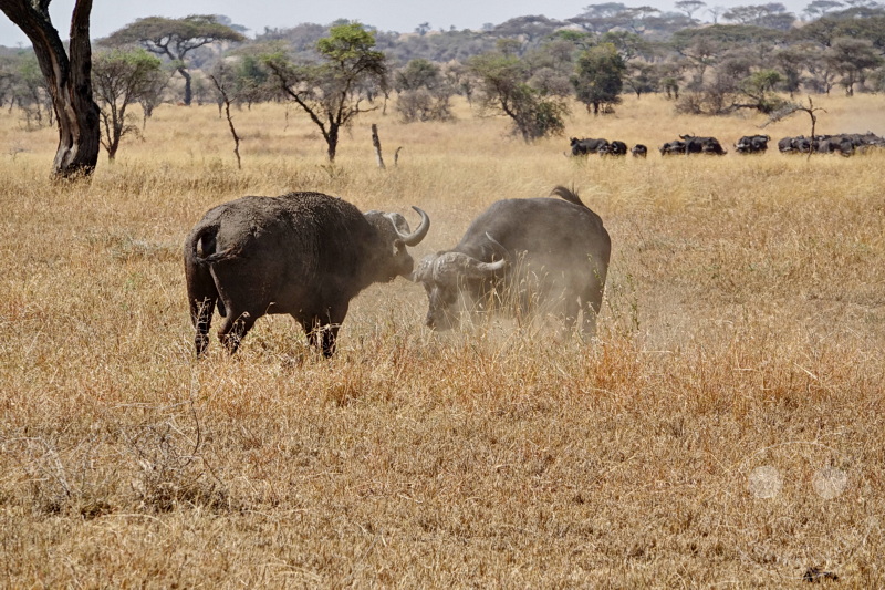 Tansania - Serengeti