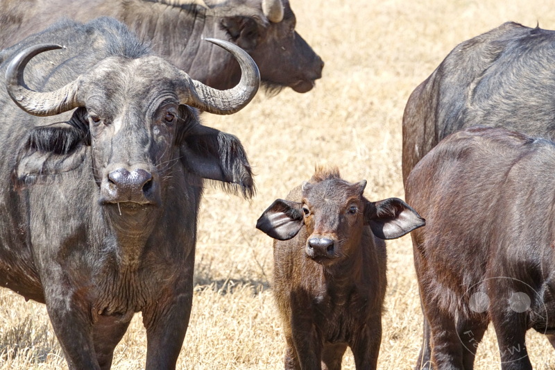 Tansania - Serengeti