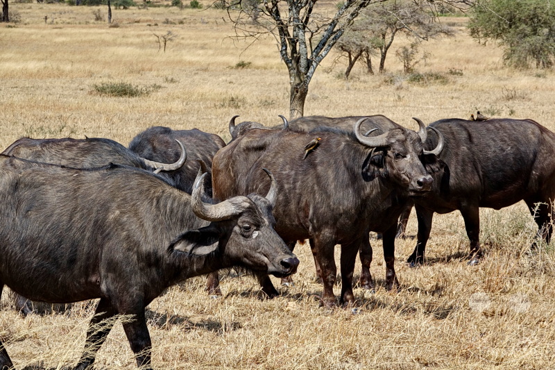 Tansania - Serengeti