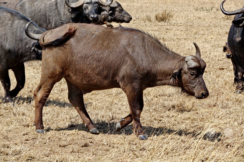 Tansania - Serengeti