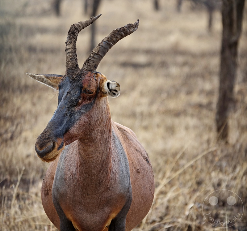 Tansania - Serengeti