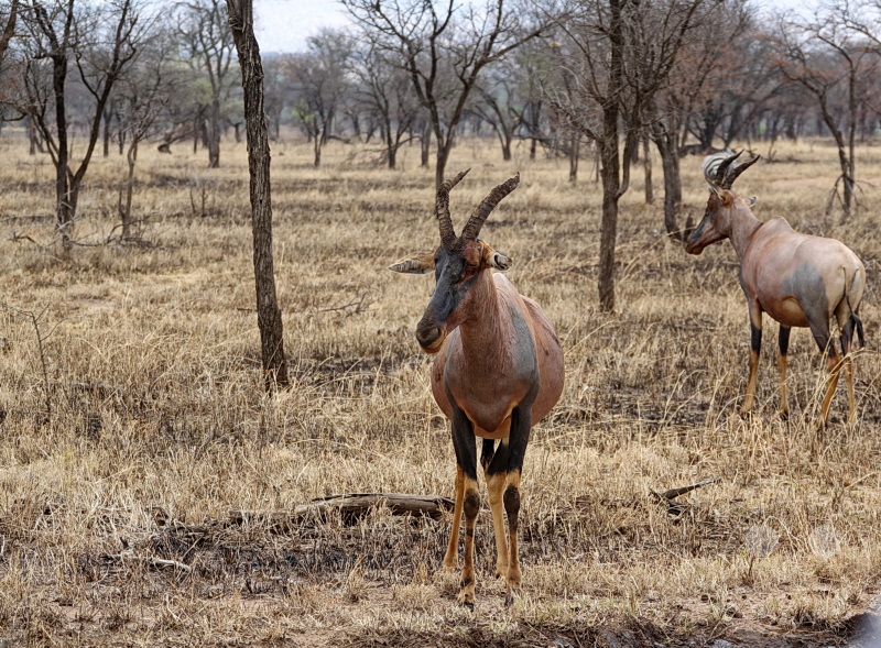 Tansania - Serengeti