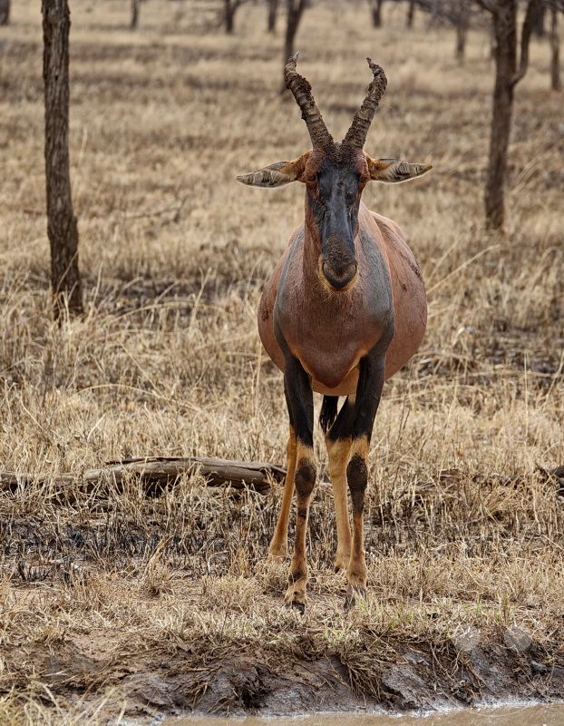 Tansania - Serengeti