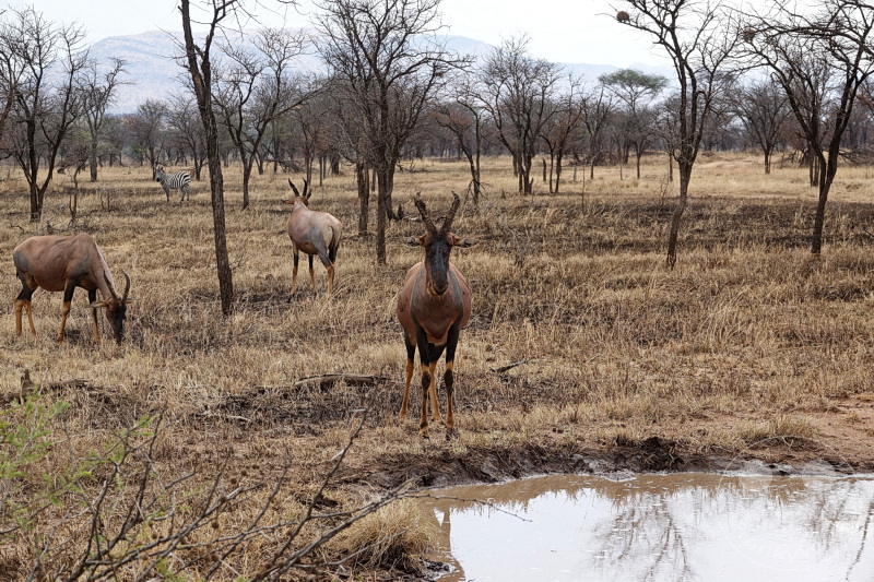 Tansania - Serengeti