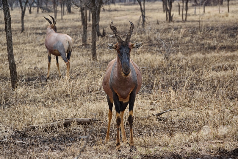 Tansania - Serengeti