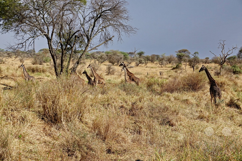 Tansania - Serengeti
