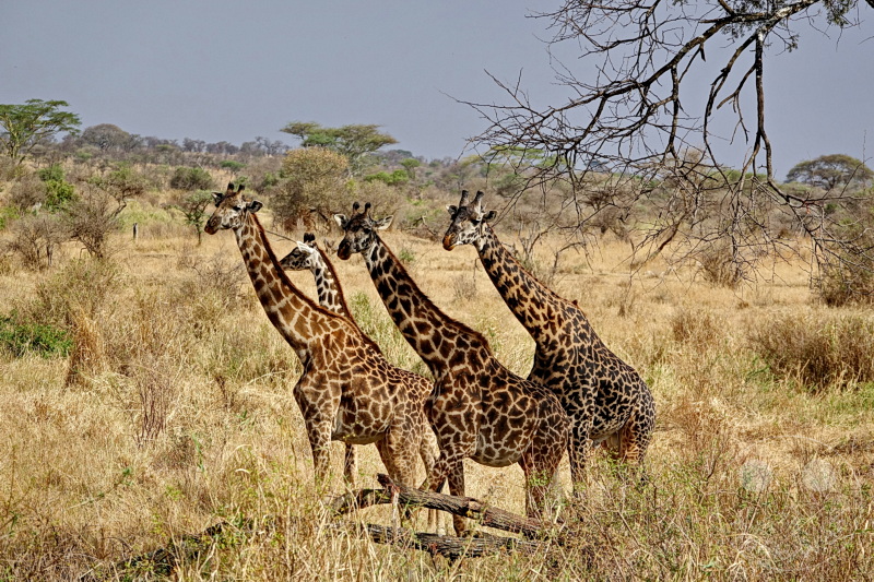 Tansania - Serengeti