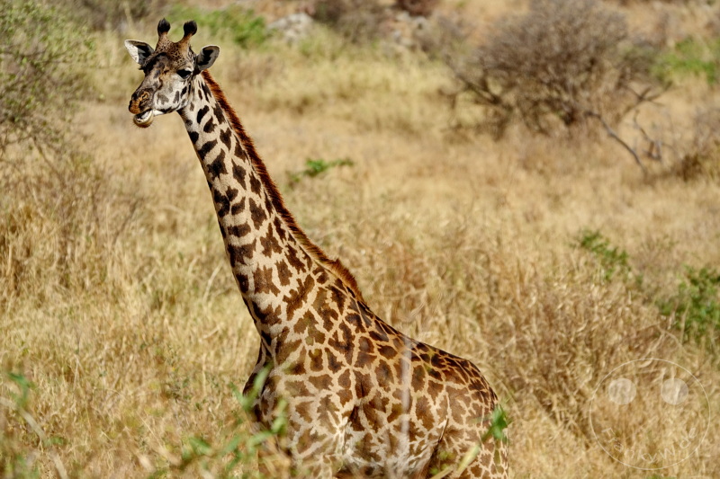 Tansania - Serengeti