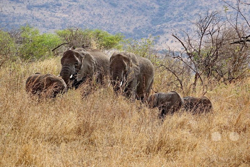 Tansania - Serengeti