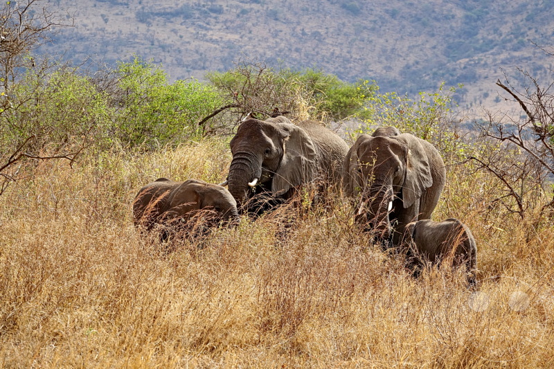 Tansania - Serengeti
