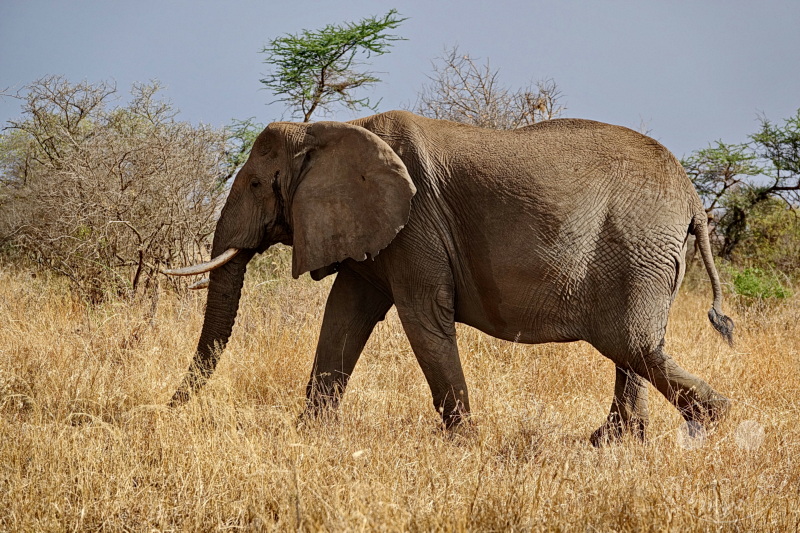 Tansania - Serengeti